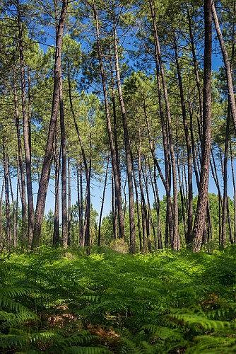 Foret-Saint-Magne-Gironde-Tourisme