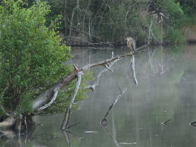 Les bihoreaux s'observent facilement au crépuscule sur la lagune de Contaut