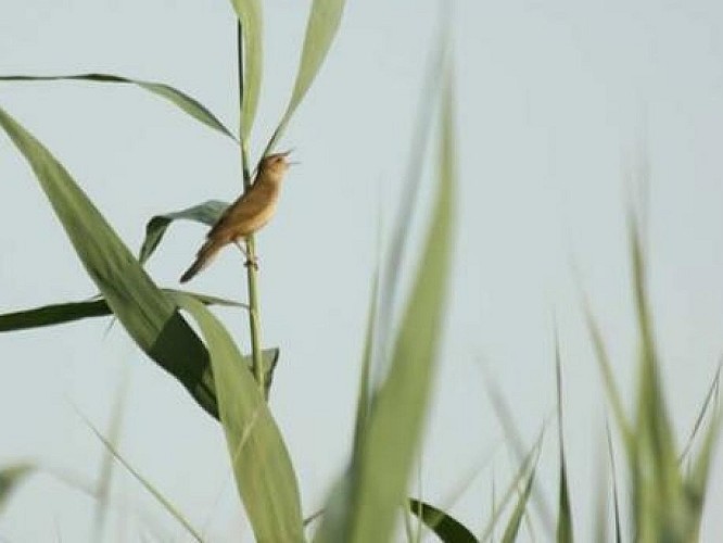 Marais de Braud-et-Saint-Louis