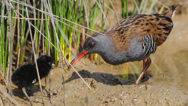 Marais de Braud-et-Saint-Louis