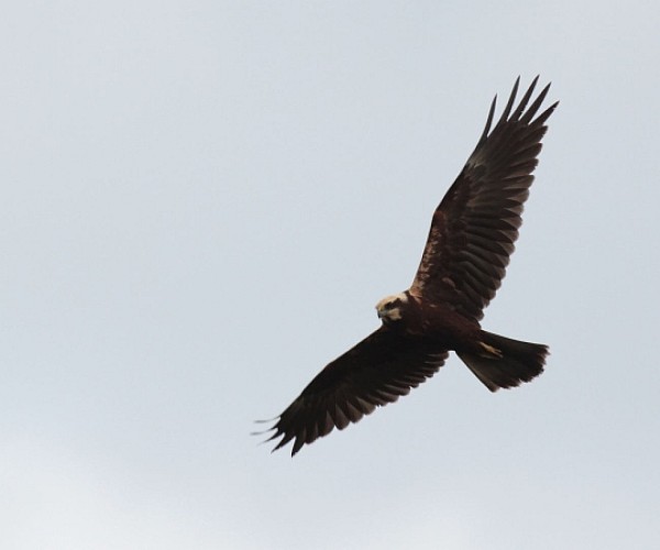 Marais de Braud-et-Saint-Louis