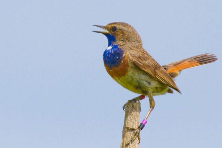 Préférer les heures matinales pour observer chanter la gorgebleue à miroir