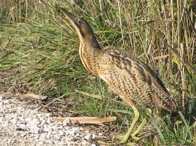 Une longue recherche permet parfois d'observer le butor étoilé