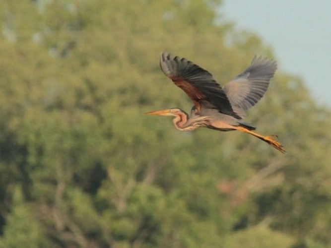 On ne peut manquer de voir le héron pourpré au printemps en parcourant les marais