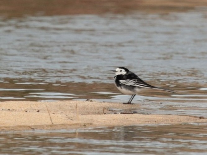 Bergeronnette de Yarrell en hiver
