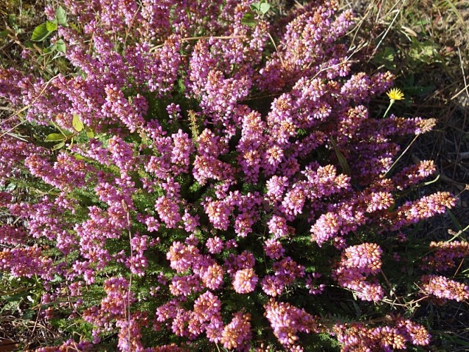 Captieux - Lac de Taste - ph. Elodie F (5)