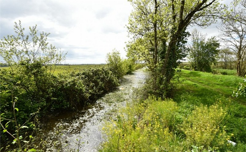 Marais de Montferrand (3)