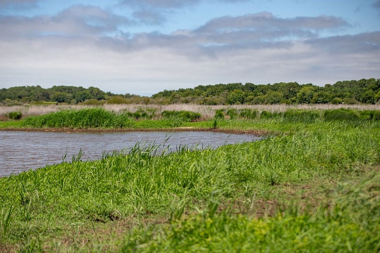 Marais de la Perge