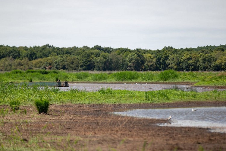 Marais de la Perge 2