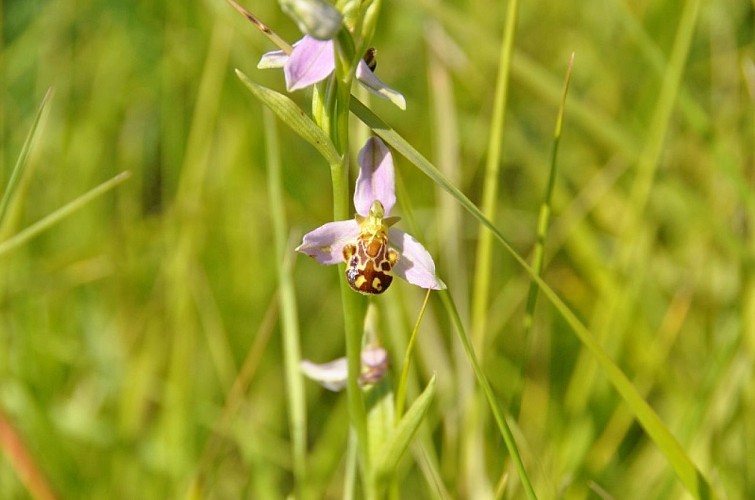 Ile5-Bastien-Campistron-2