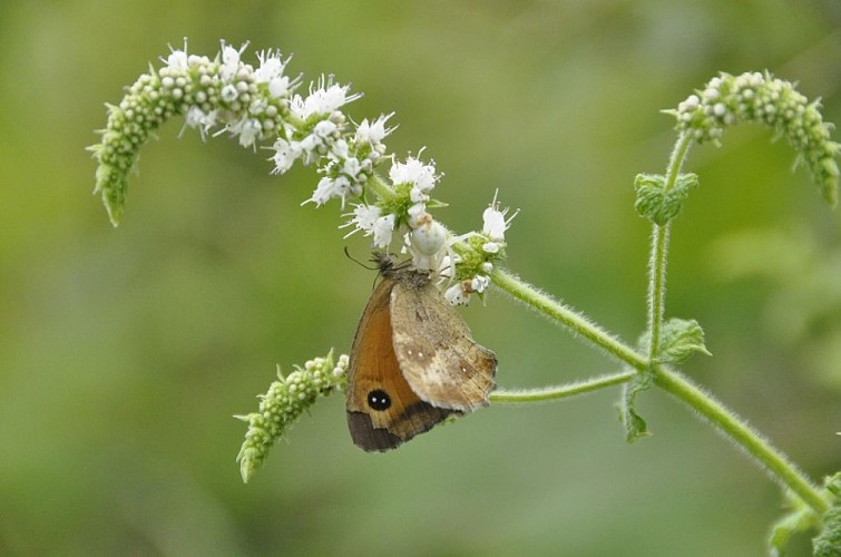 Ile1-Bastien-Campistron-2