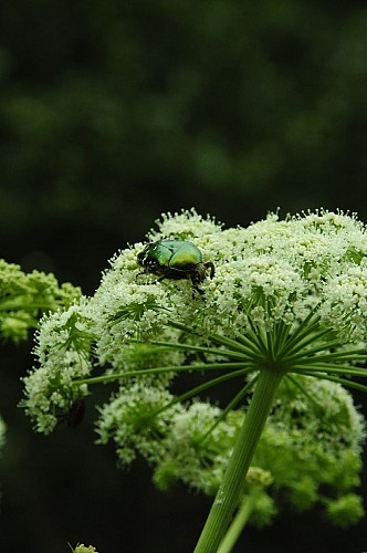 Ile2-Bastien-Campistron-2