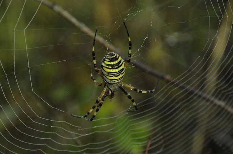 Ile3-Bastien-Campistron-2