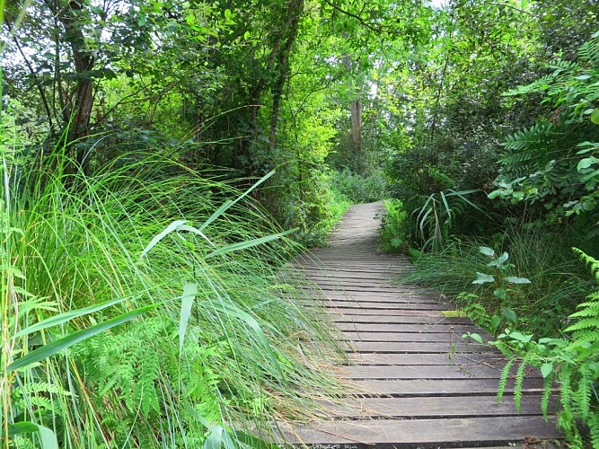 La Réserve Naturelle de l'Etang Noir