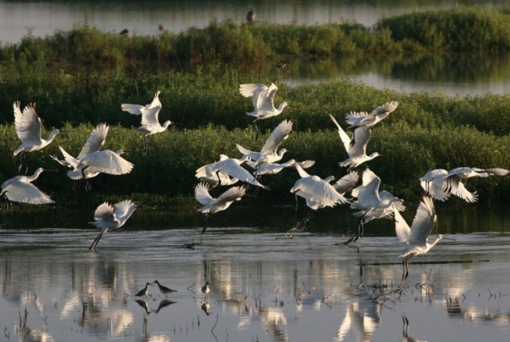 Réserve Naturelle du Marais d'Orx