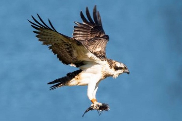 Balbuzard pêcheur bagué sur le Marais d'Orx