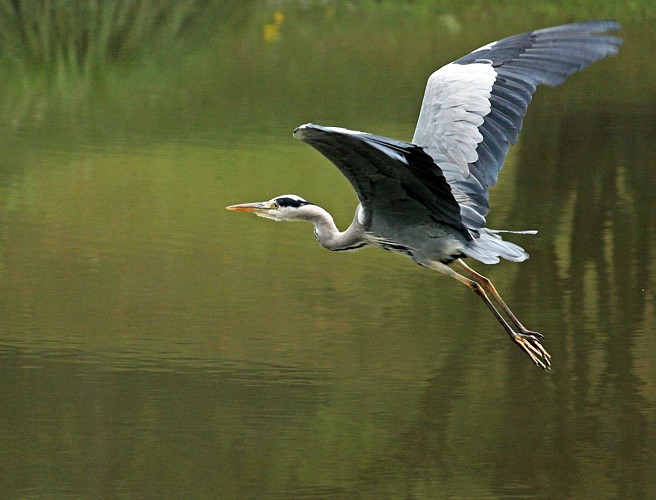 heron-638278_1920