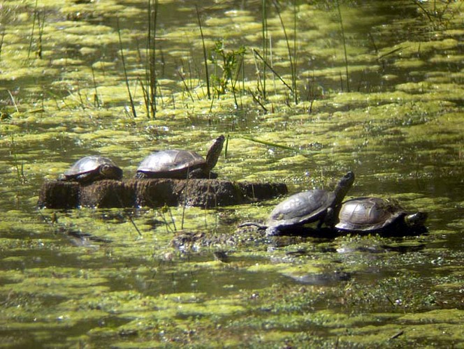Contrat Aquitaine Nature_Bordère_Fabrice CRABOS 03
