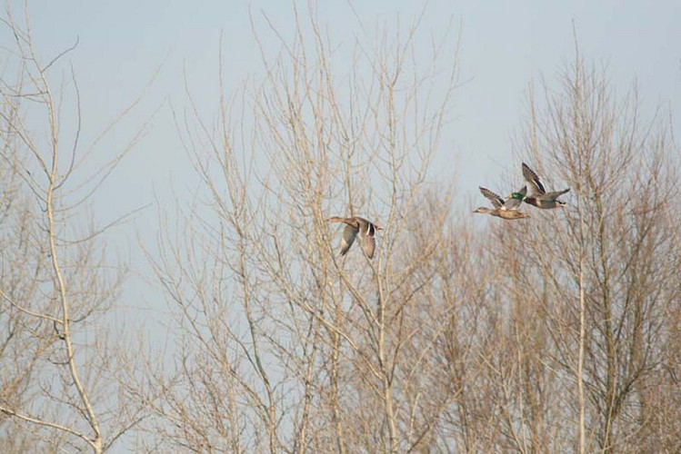 Contrat Aquitaine Nature_Bordère_Fabrice CRABOS 06