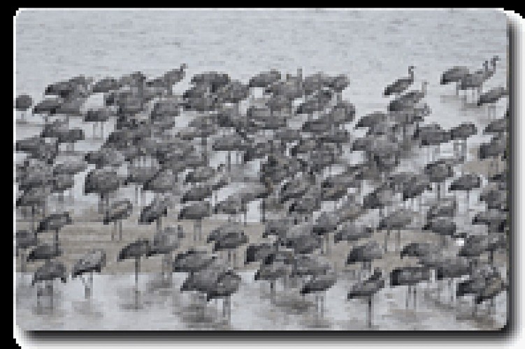 Maison de site d'Arjuzanx