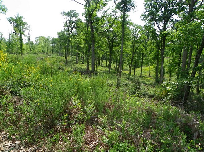 Fforêt de Laveyron à Lussagnet