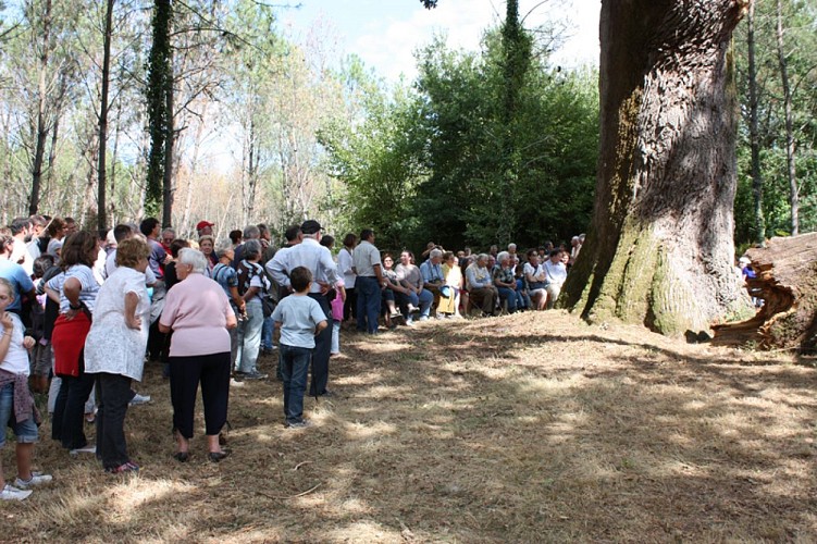 Chene deNERTHE 2010 002