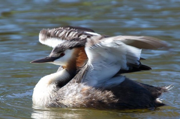Plusieurs couples de grèbes huppés nichent dans la partie Est du lac