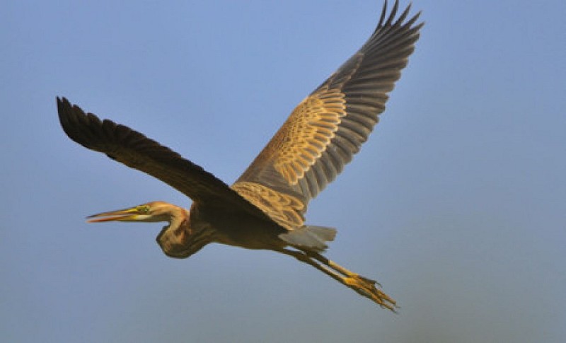 le héron pourpré ne se reproduit pas ici mais s'y arrête en migration