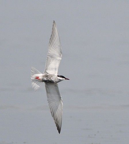 Lac du Brayssou - Pêche et randonnée pédestre.