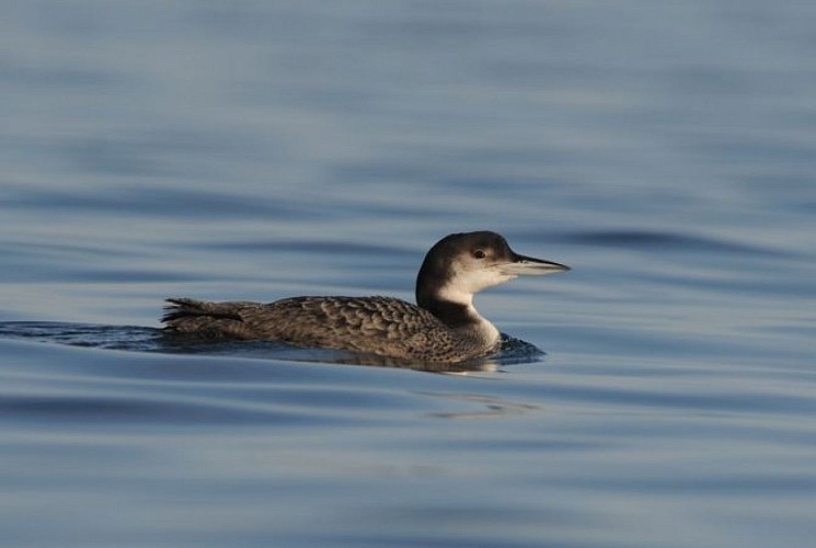 Lac du Brayssou - Pêche et randonnée pédestre.