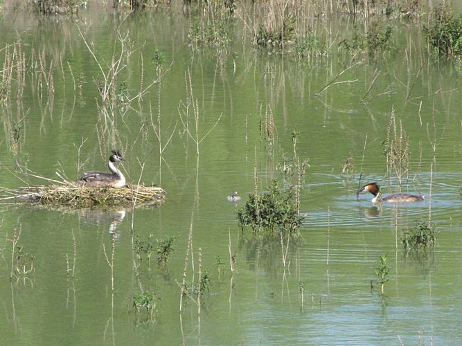Lac du Brayssou - Pêche et randonnée pédestre.