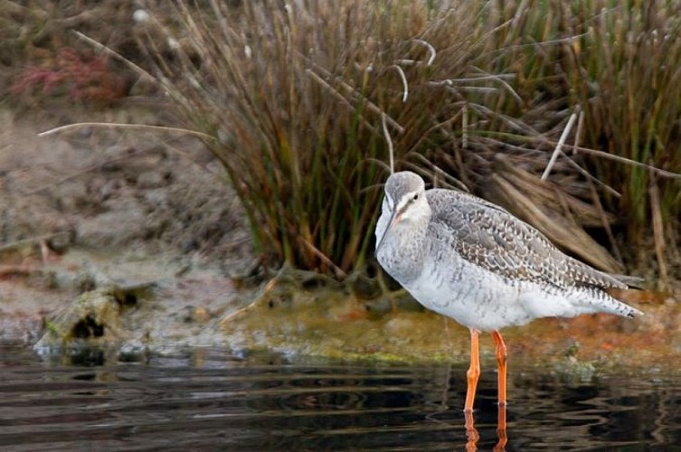 Lac du Brayssou - Pêche et randonnée pédestre.