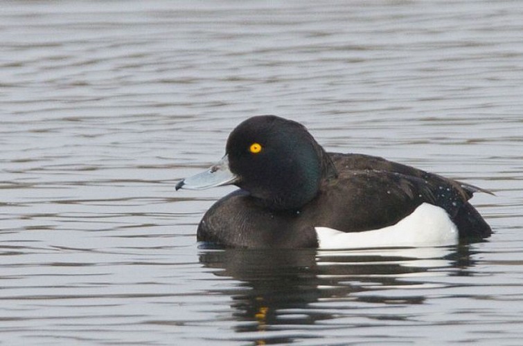 Lac du Brayssou - Pêche et randonnée pédestre.