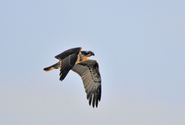 Balbuzard pêcheur en chasse