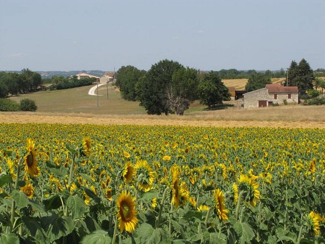 Plaines agricoles de Puymirol