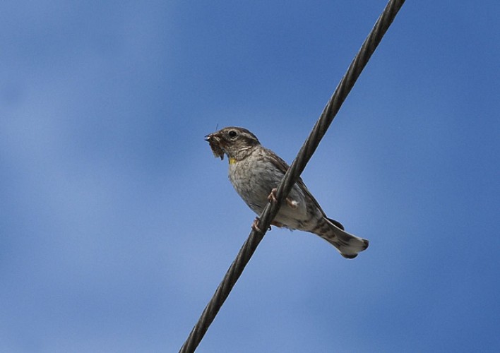 Moineau soulcie, à rehcercher dans la plaine cultivée