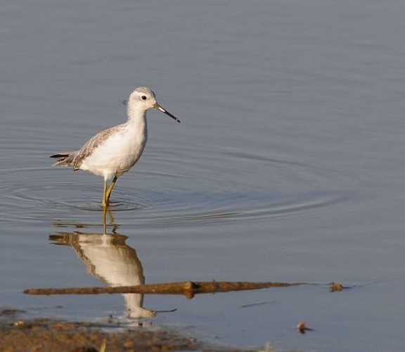 Autre espèce rare déjà observée ici, l'élégant chevalier stagnatile