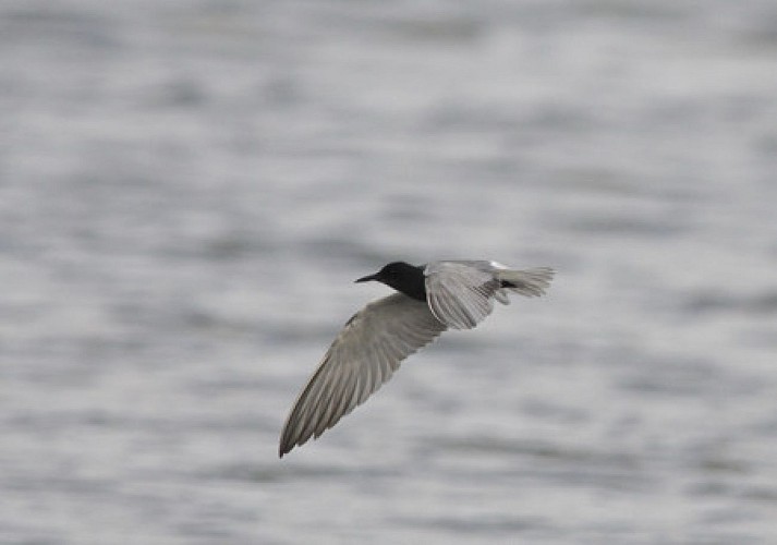 En migration, la guifette noire fréquente le lac