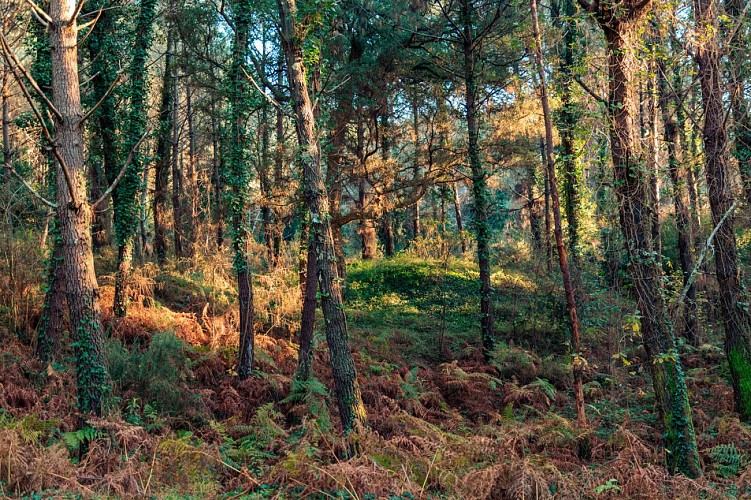 Forêt du Pignada
