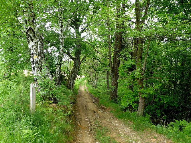 Sentier du bois du laring monein (3)