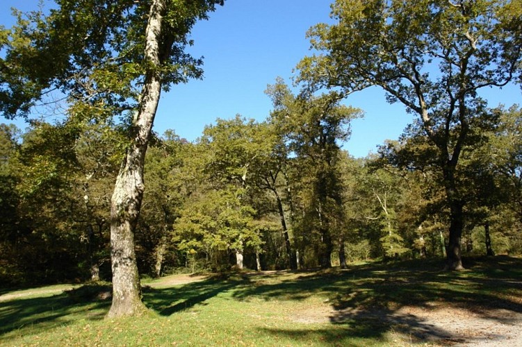 Forêt Saint Pée