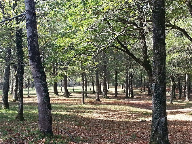 Forêt d'Ustaritz - Bois