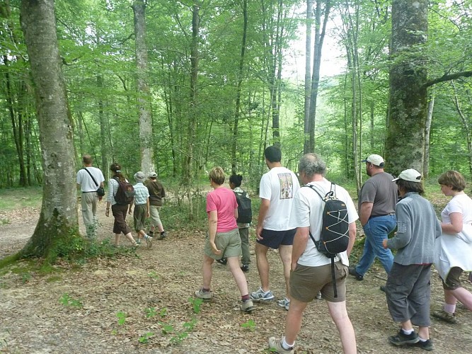 Promenade Bois de Mixe 64120 Orègue (1)