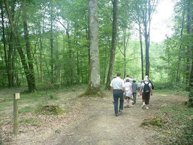 Promenade Bois de Mixe 64120 Orègue (2)