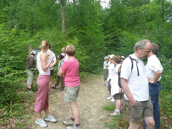 Promenade Bois de Mixe 64120 Orègue (11)