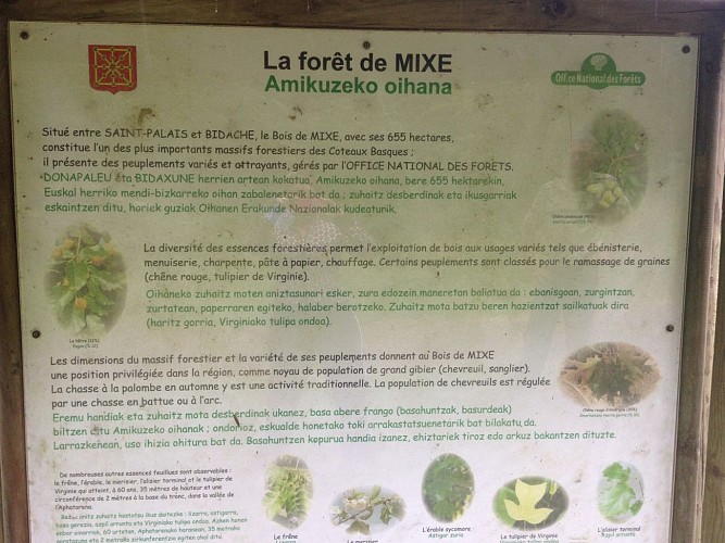 Promenade Bois de Mixe 64120 Orègue (12)