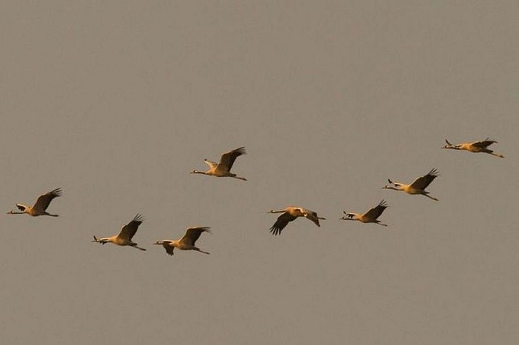 Sare_Grue_cendree_au_oassage_lizarrieta