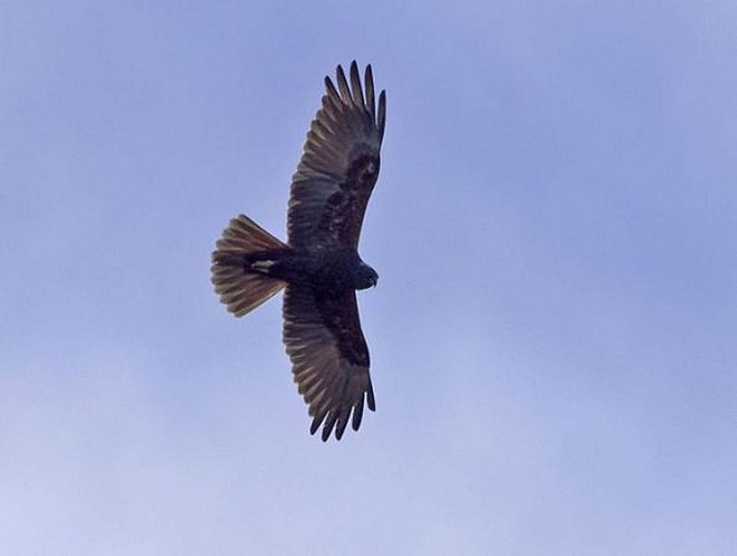 Sare_lizarrieta_Busard_des_roseaux_lizarrieta