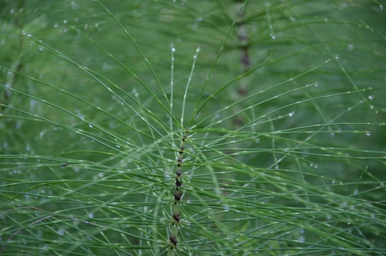 Parcours de découverte de Salies-de-Béarn