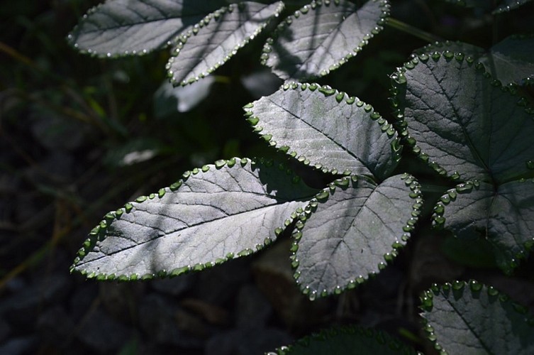 Parcours de découverte de Salies-de-Béarn